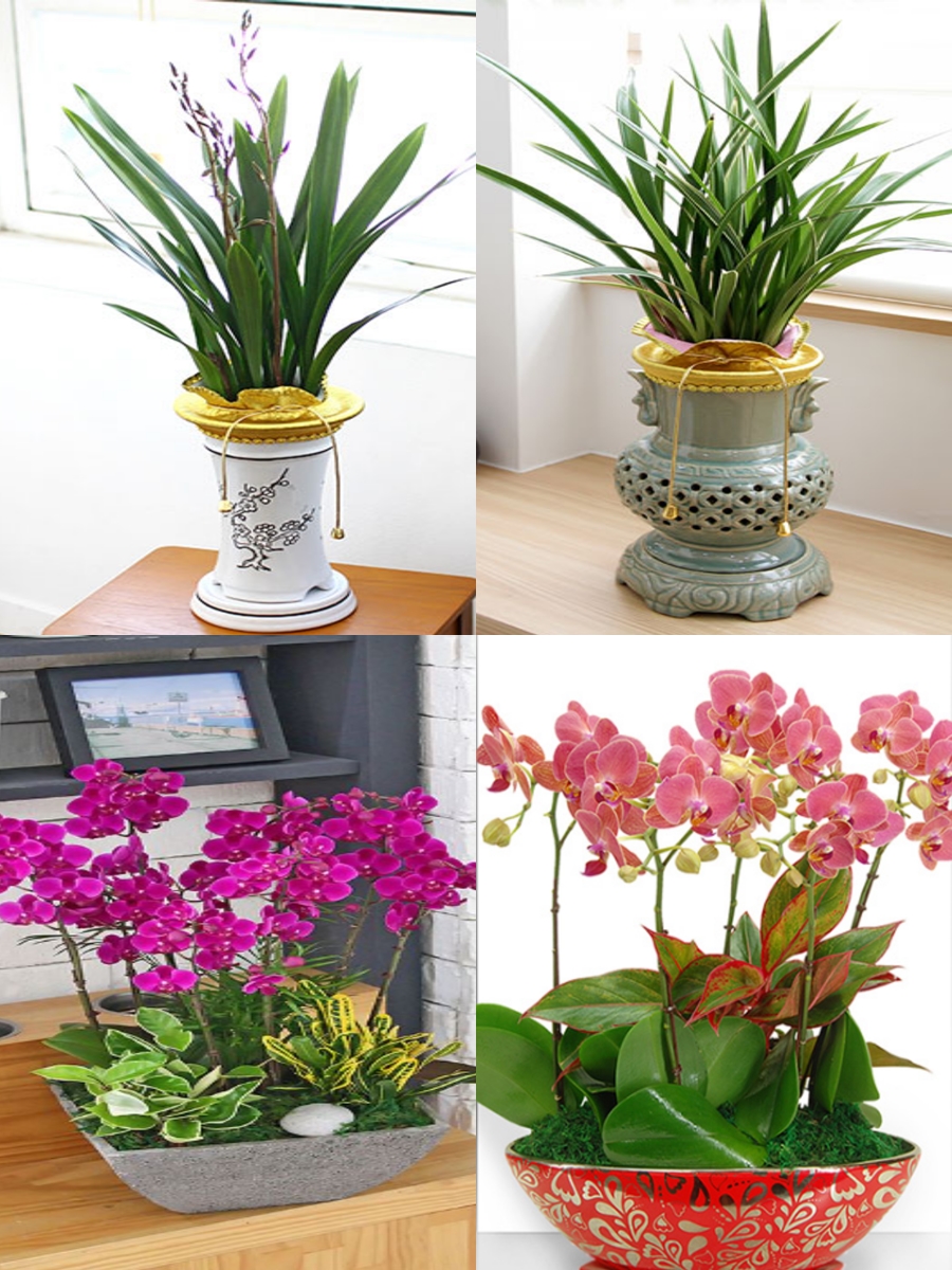 전국꽃배달서비스(동.서양난)