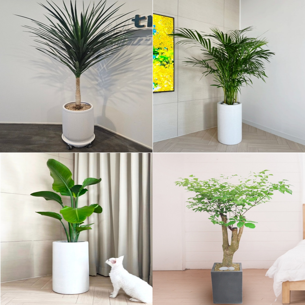 전국꽃배달서비스(대형화분)